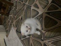 Scottish fold kedimiz