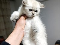 Scottish Fold Blue Point