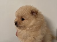 Mini mini yavrucaklar pomeranian boo