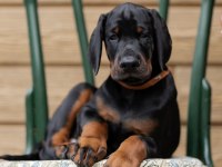 İyi kalite doberman yavrular