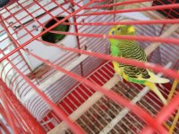 Yavru büyütmüş anaç muhabbet kuşu