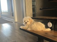 YAVRU ERKEK KORE MALTİPOO 6 AYLIK