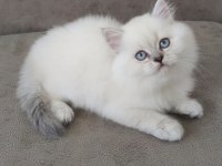 British longhair full şecereli babanın yavruları
