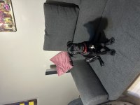 SCR Lİ CANE CORSO