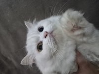 Bir Yaşında Kedimiz Yeni Yuvamızı Arıyoruz
