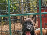 Irk Garantili Malinois Yavrularımız