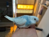 Ele Alıştırmalık Yavru Muhabbet Kuşu