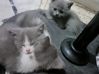 Anne baba orjinal british shorthair
