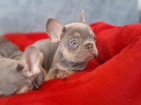 ÜST KALİTE LİLACTAN FRENCH BULLDOG BEBEKLER