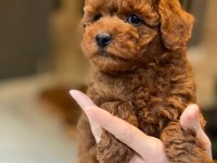 BİR BİRİNDEN SEVİMLİ POODLE BEBEKLERİ