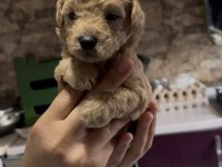 Toy poodle yavrularımız