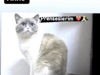 Maviş scottish fold kızlarım
