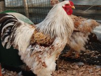 SALMON BRAHMA KULUÇKALIK YUMURTA & CİVCİV