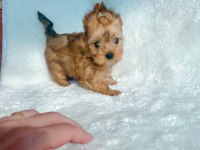 Safkan antiallerjik morkie yavrularımız