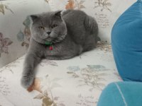 Scottish fold erkek sahiplendirme ilanı