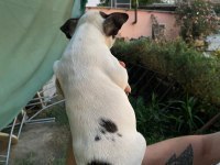 Sevimli French Bulldog Yavrularımız