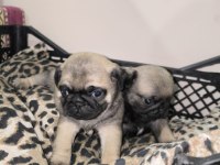 Erkek pug yavrularımız yeni ailesini arıyor