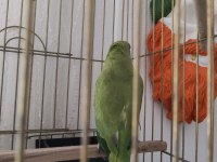 Yarı Evcil Pakistan Papağanı
