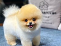 Özel Pomeranian Yavrular Sağlık Garantili