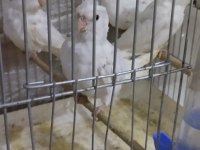 Albino yavru sultan papağanları