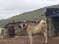 KANGAL ÇAPARLARIMIZ SAF KAN ORJİNAL