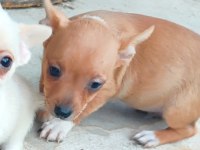 2 aylık 2 adet erkek chihuahua yavruları