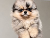 Pomeranian Ayıcık Merle Teacup