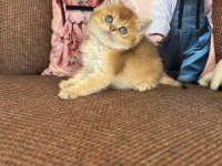 Efsane güzellikte üst kalite bebek kediler