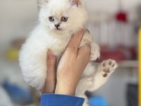 Üst kalite british longhair yavrumuz