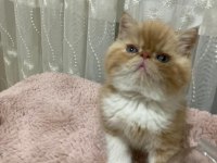 Exotic shorthair