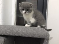 İki aylık british shorthair özel renk erkek