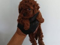 Dark brown kore yavrular