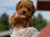 Mükemmel Güzellikteki Maltipoo Yavrularımız 