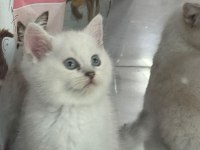Safkan British Shorthair Ayı Surat Bebek