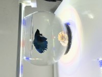 Betta Balığı