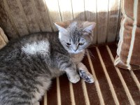 British shorthair Miya kendine yuva arıyor