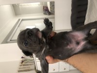 Safkan french bulldog
