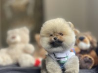 AYI SURAT POMERANİAN BOO YAVRULAR