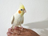 2 Aylık Yavru Sultan Papağanı Yeme Düşme