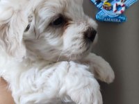 Tombiş maltipoo yavrular