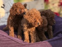 Aşılı Çiş Eğitimli Toy Poodle 