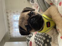 2 Aylık dişi pug