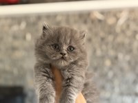 BRITISH LONGHAIR GRİ YAVRULARIM