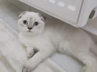 Scottish Fold Blue Point