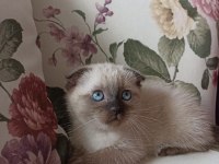 Yavru scottish fold bebekler