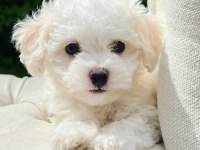 Nadir renk havanese bebekler