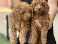 Konya içi elden teslim toy poodle bebekler