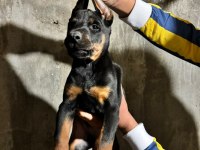 Doberman Köpekler