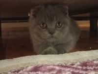 Scottish Fold kedilerim bir dişi bir erkek