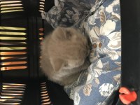 1.5 aylık british shorthair